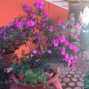 Meet your Posher, Rosa